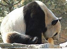 Гигантские панды в национальном зоопарке Smithsonian
