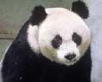 Зоопарк Сан-Диего – новорожденная панда!
