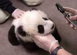 Зоопарк Сан-Диего – новорожденная панда!