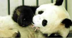 Другие детеныши панды по всему миру