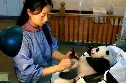 Другие детеныши панды по всему миру